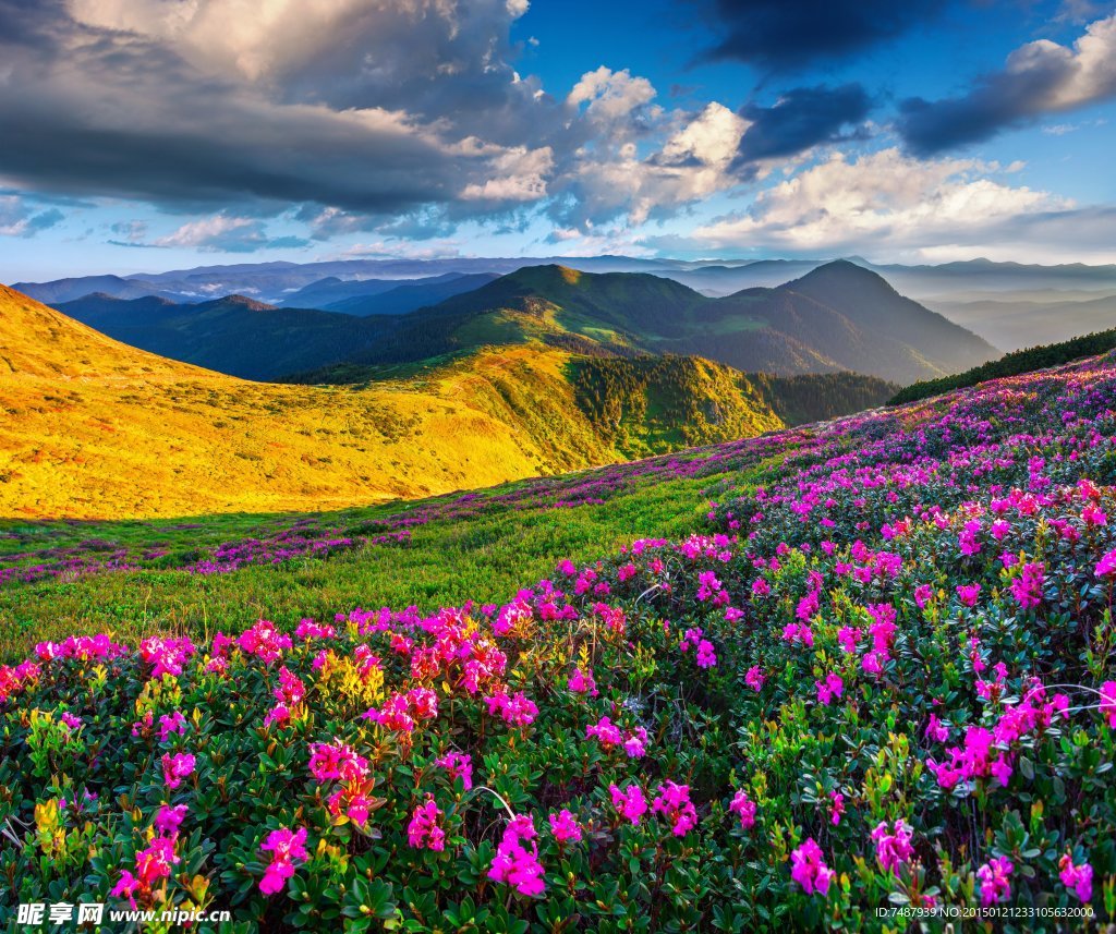 杜鹃花