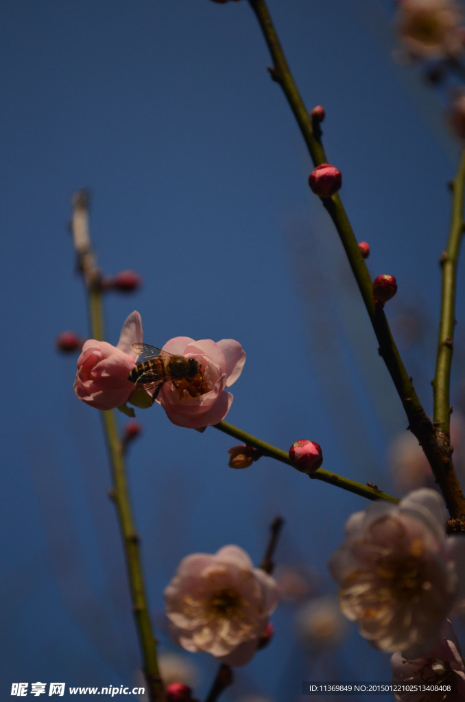 梅花