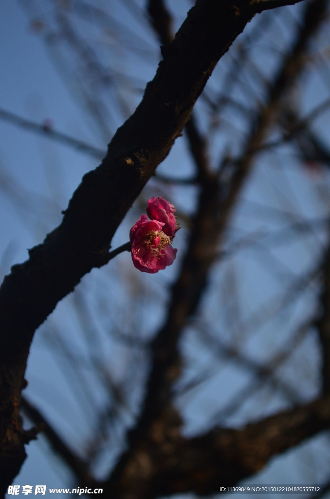 梅花