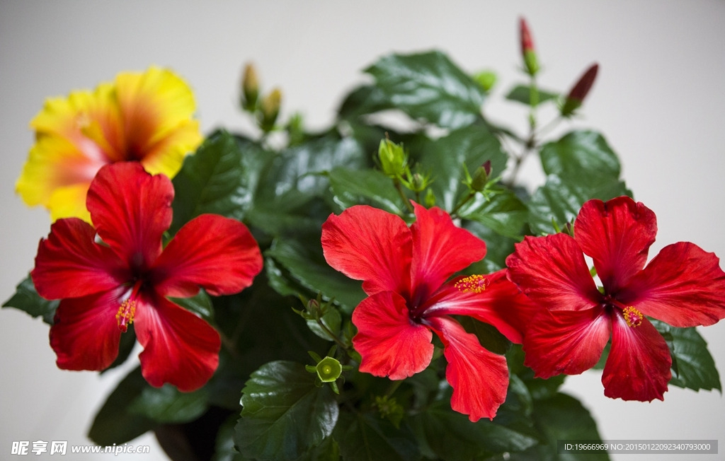 扶桑花