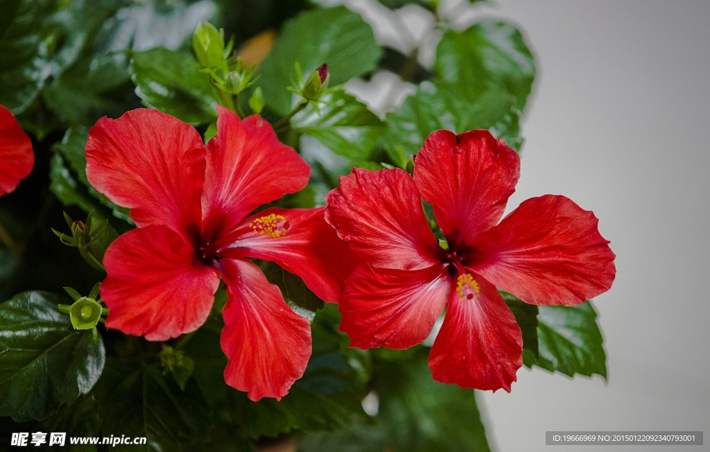 扶桑花