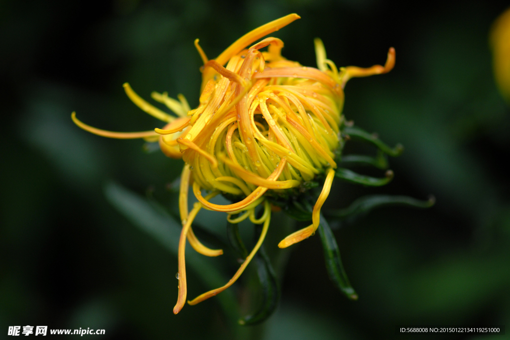 菊花
