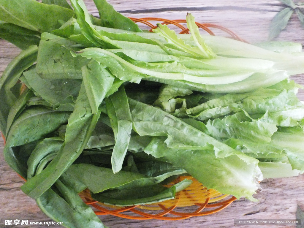 香麦 油麦菜