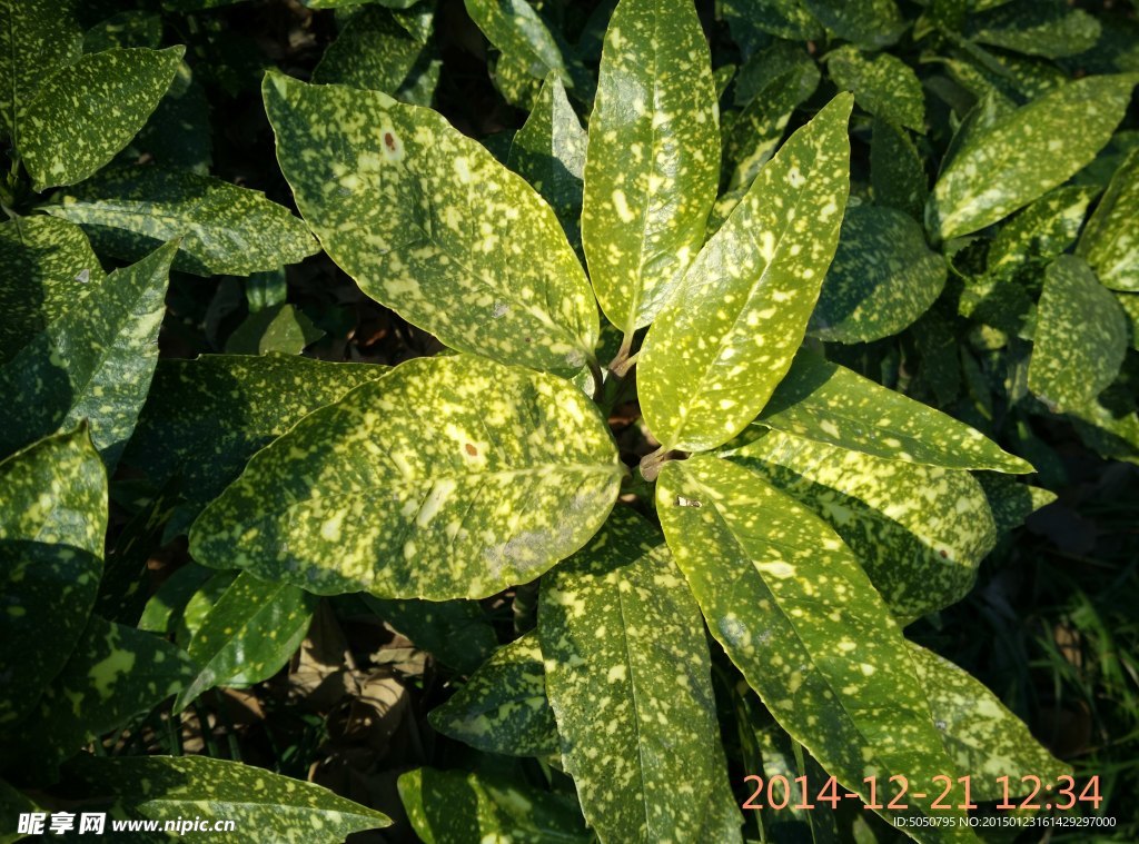 漂亮树叶
