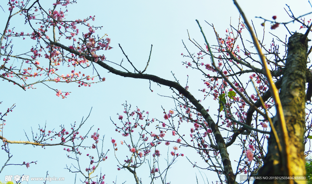 梅花报春
