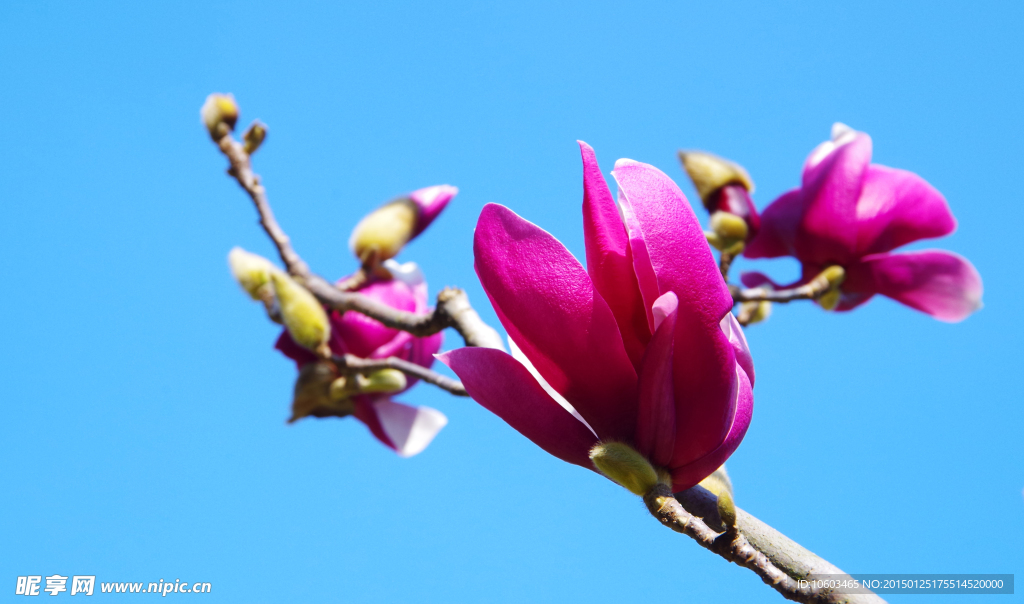 玉兰花