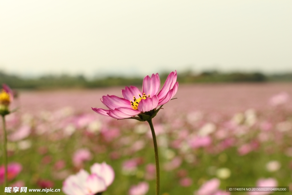 格桑花 花海