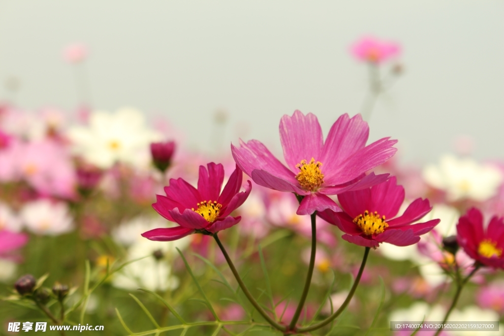 格桑花素材