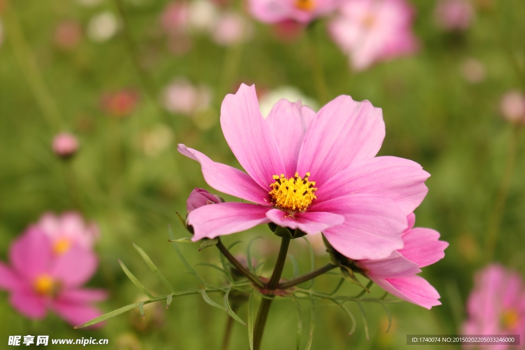 格桑花