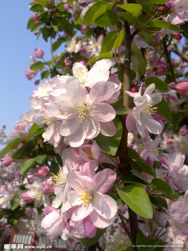 桃花