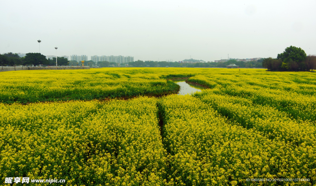 油菜花海