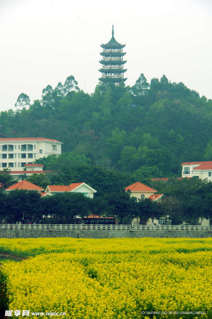 莲湖油菜花