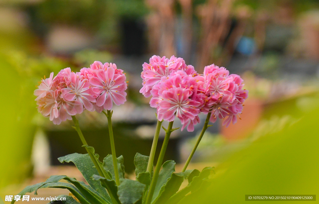 小粉花