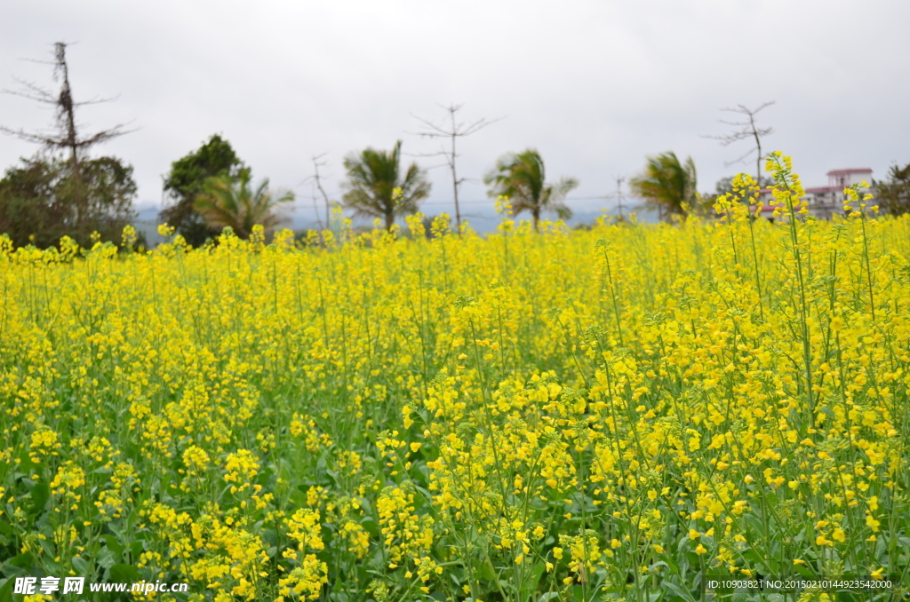 油菜花