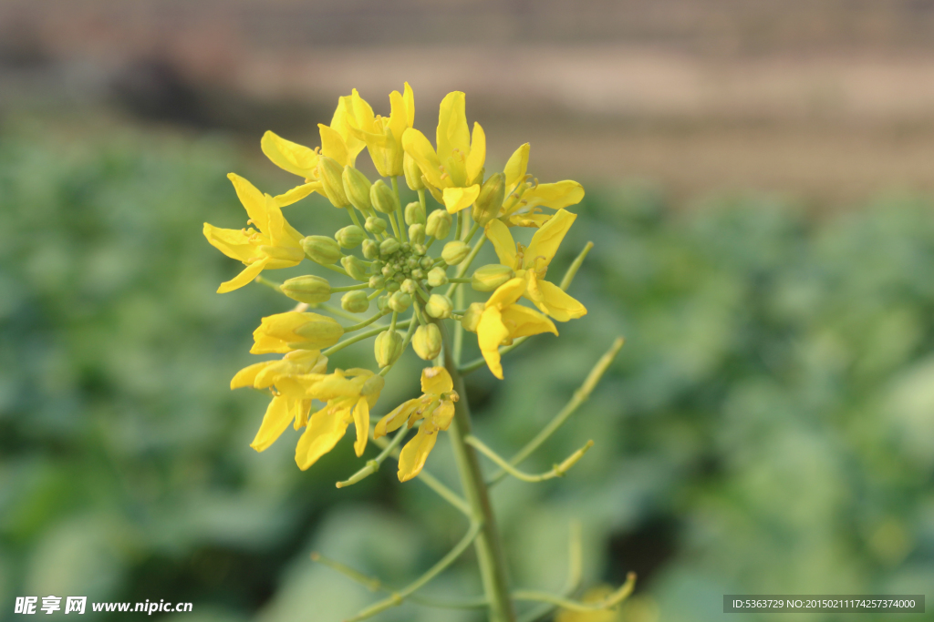 油菜花