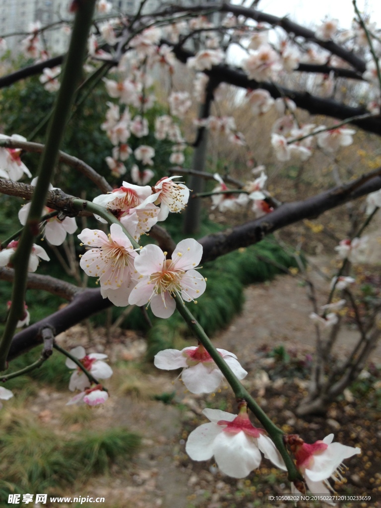 梅花