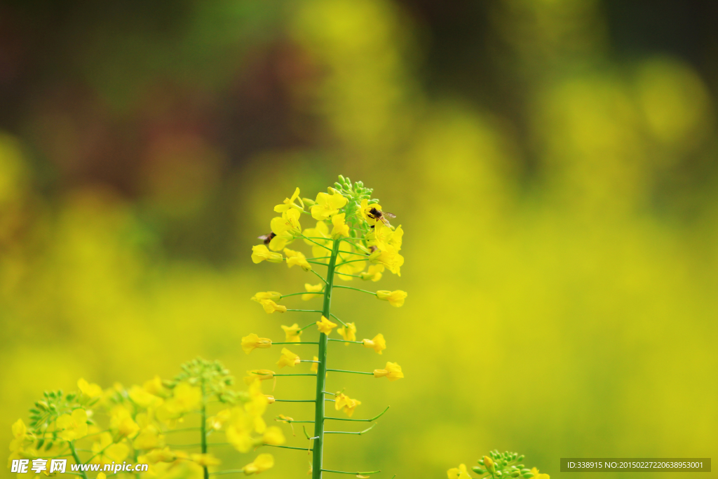 油菜花