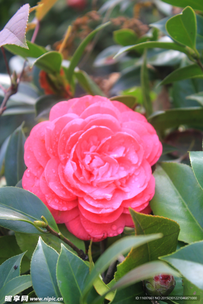 茶花
