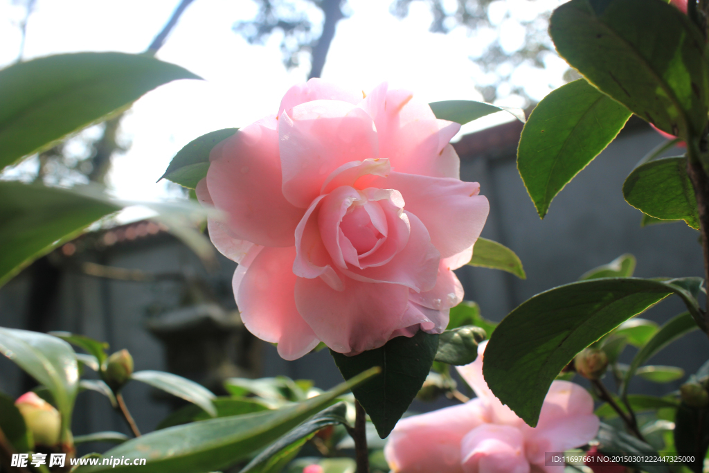 茶花
