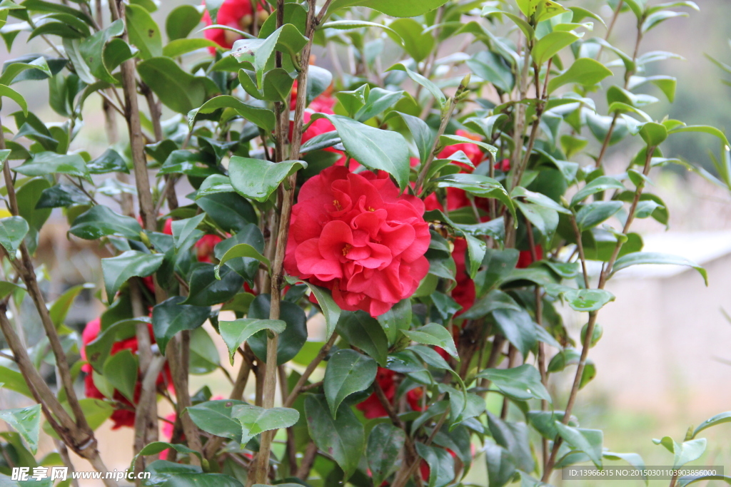 月季花