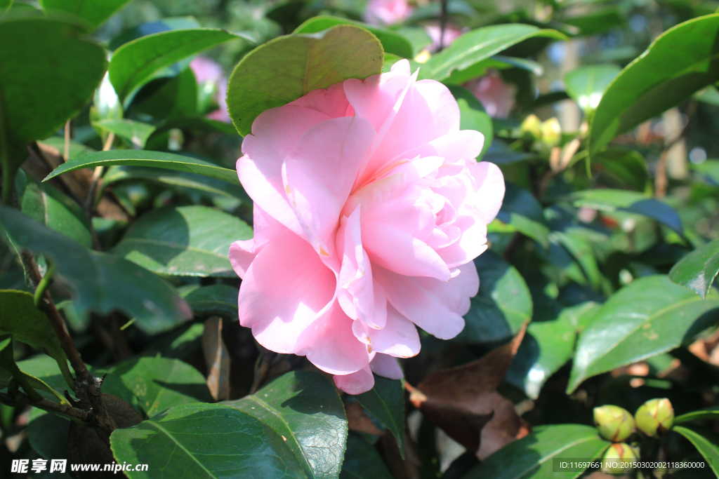 茶花