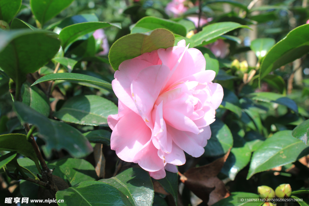 茶花
