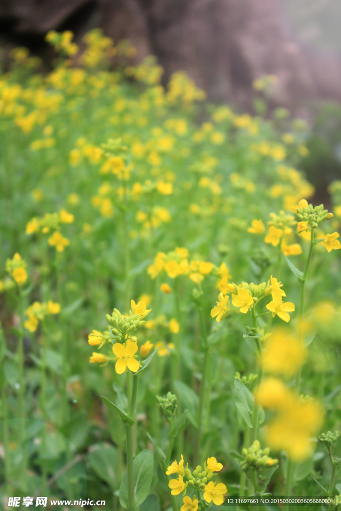 油菜花