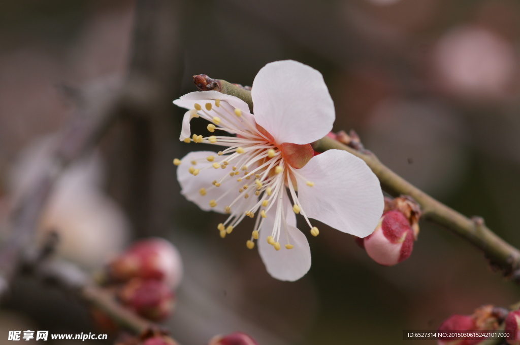 垂梅花