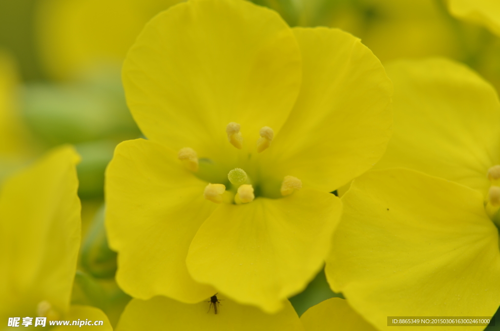 油菜花