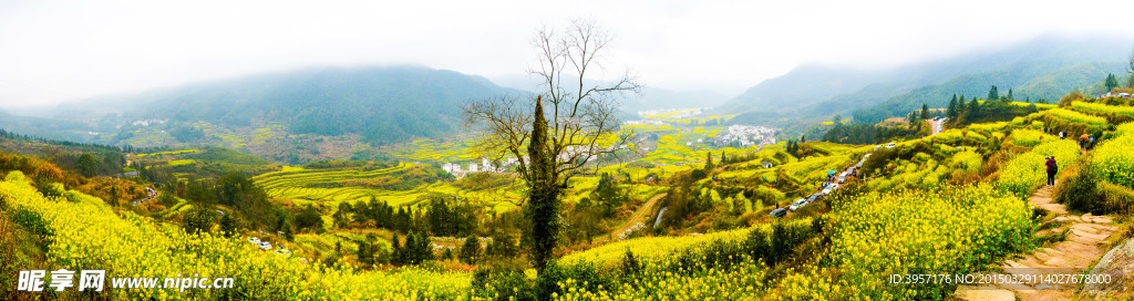 婺源油菜花海