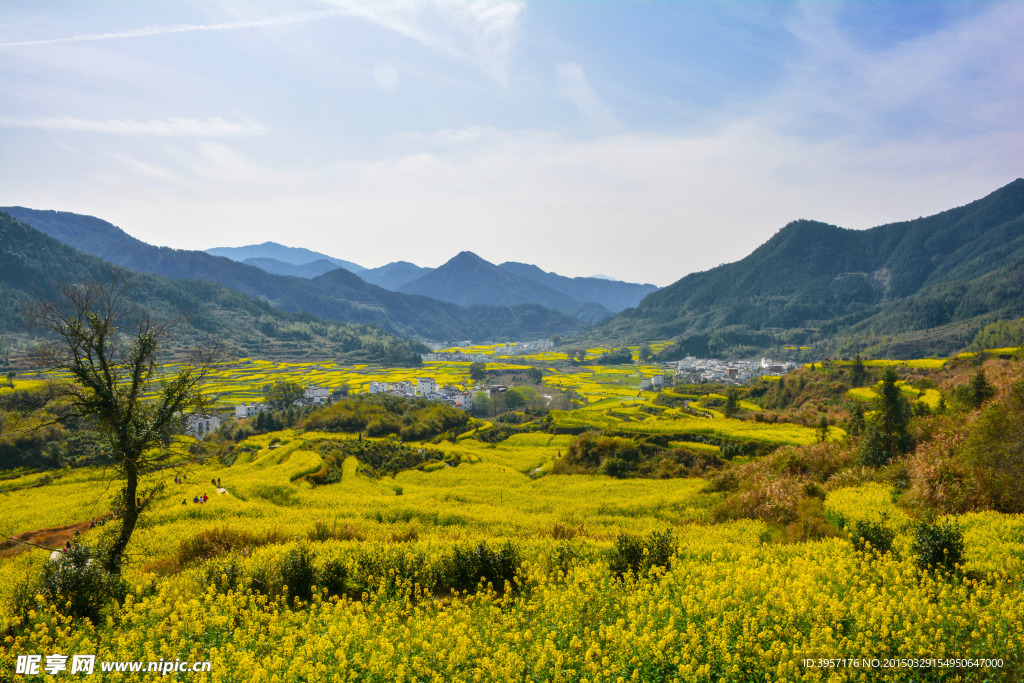 婺源油菜花海