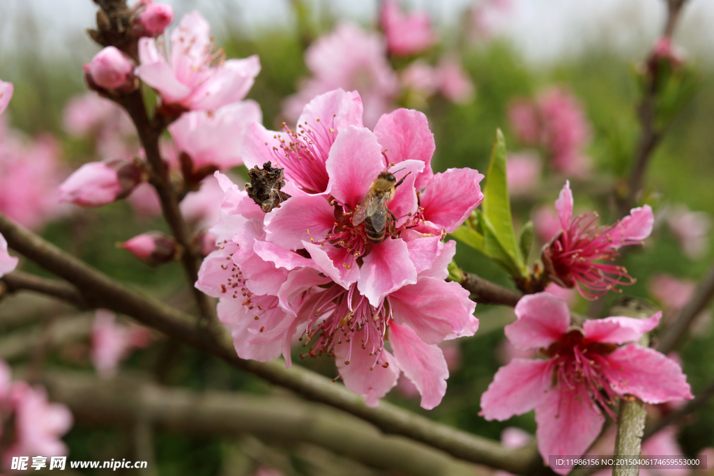 蜜蜂 桃花