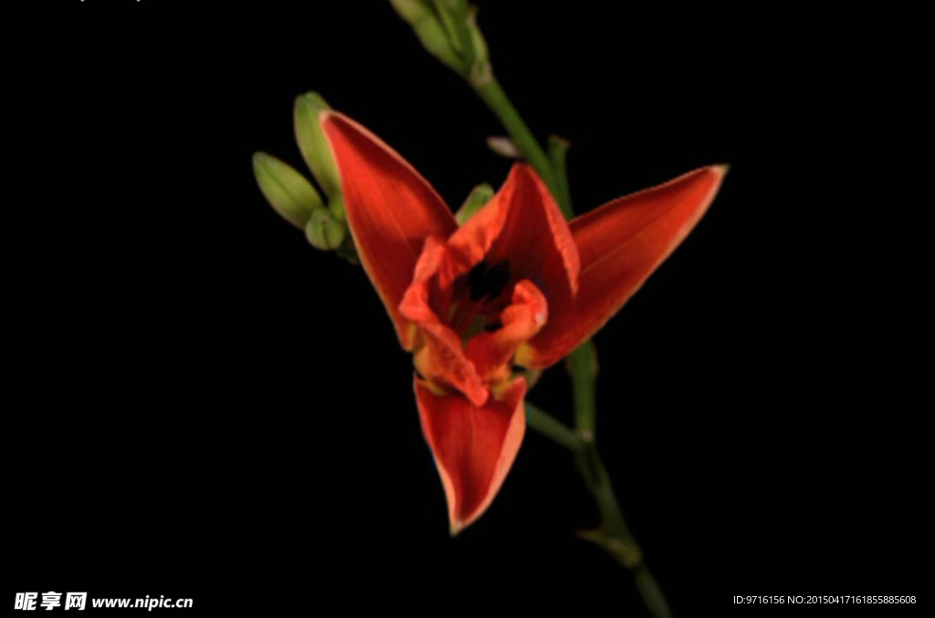 花开全程