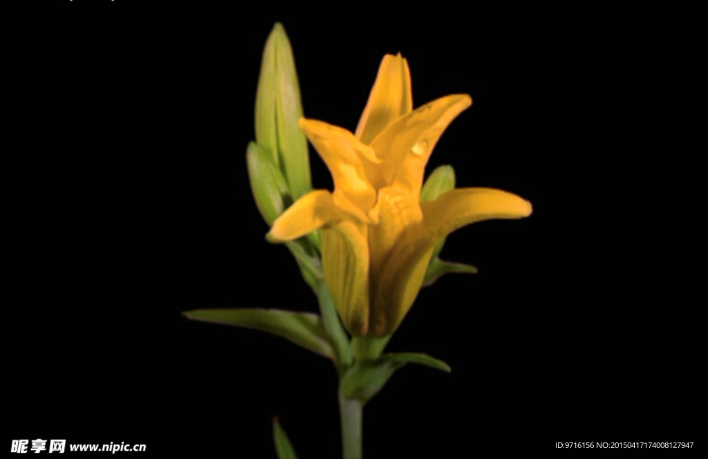 花开全程