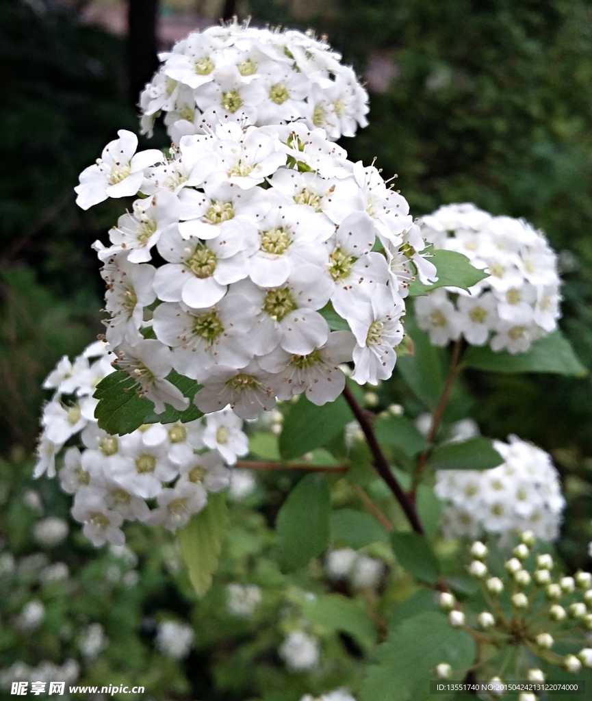 石楠花