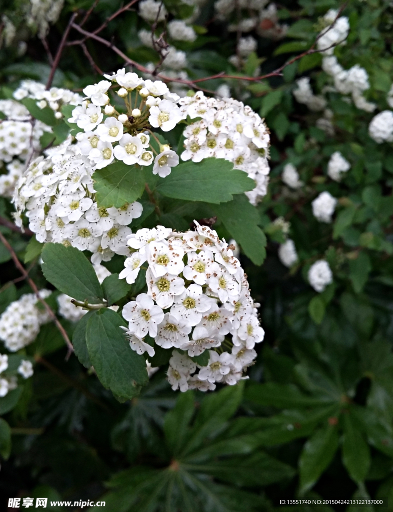 石楠花