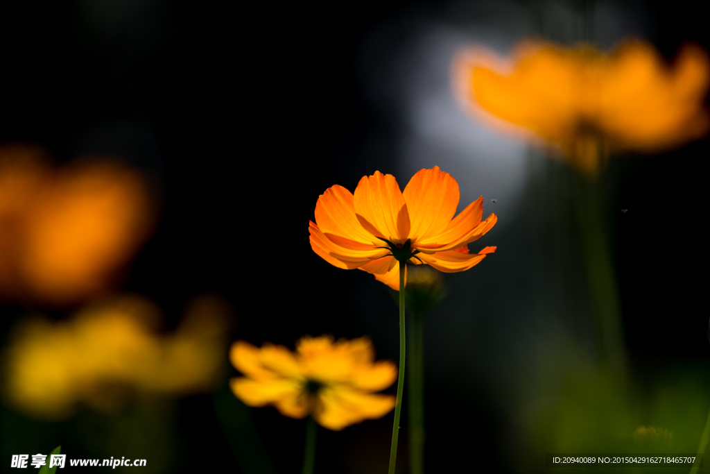 格桑花