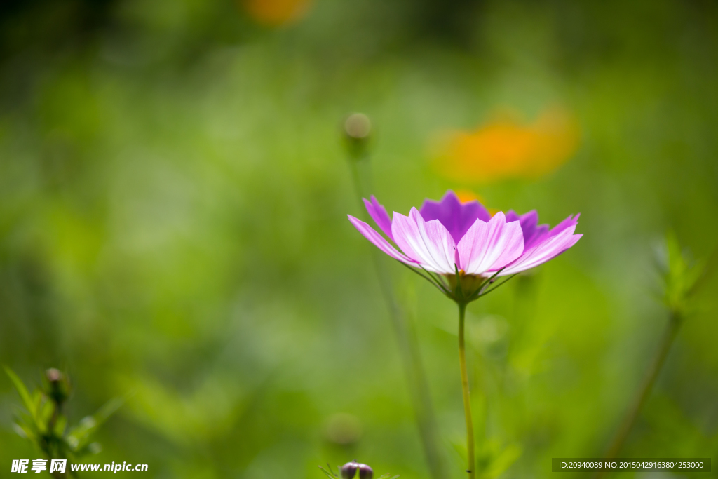 格桑花