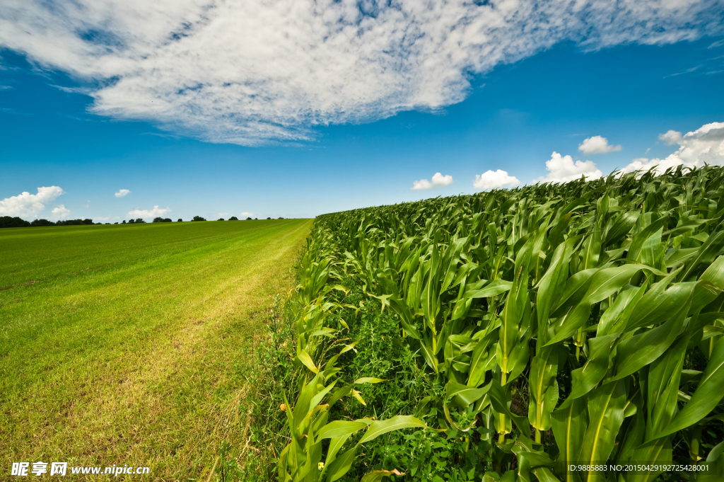 玉米地