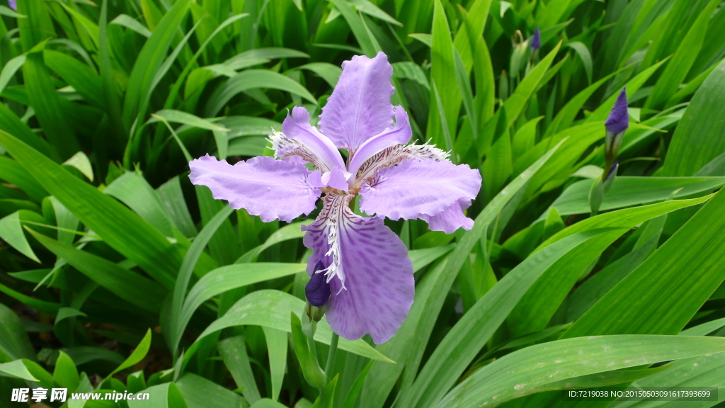 鸳尾花