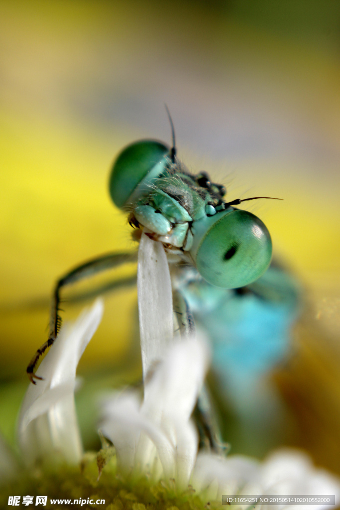 蜻蜓