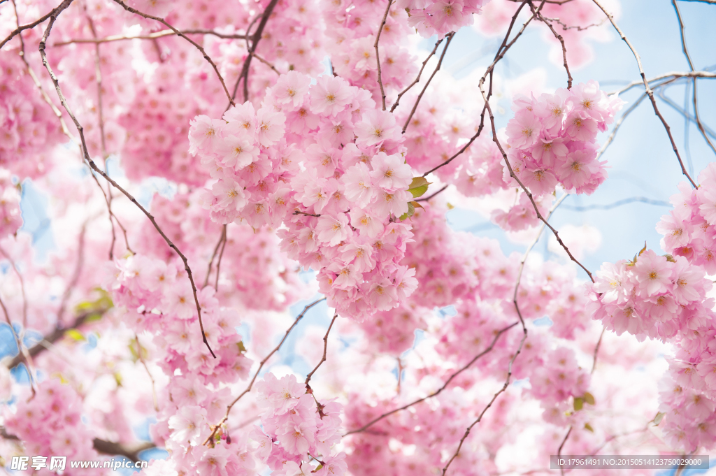唯美桃花