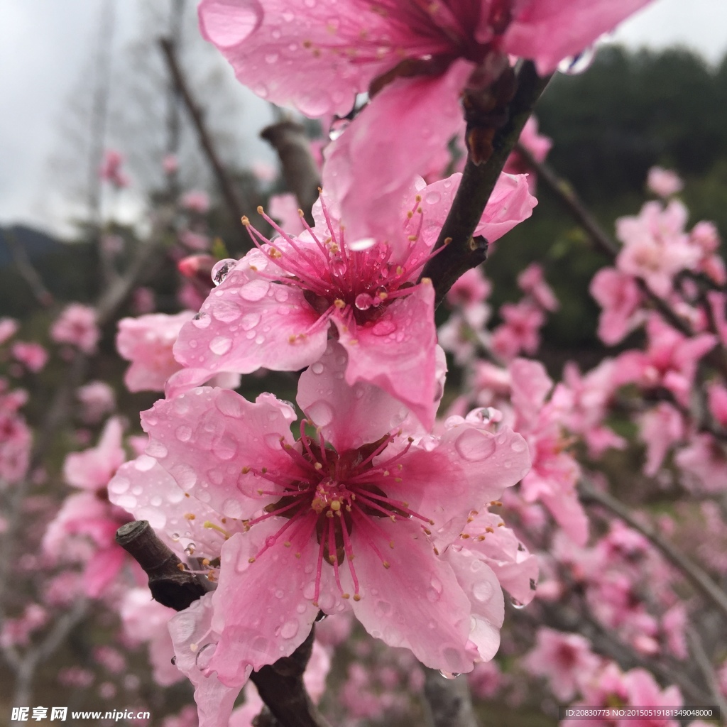 桃花