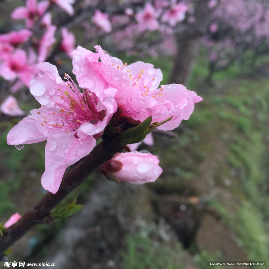桃花