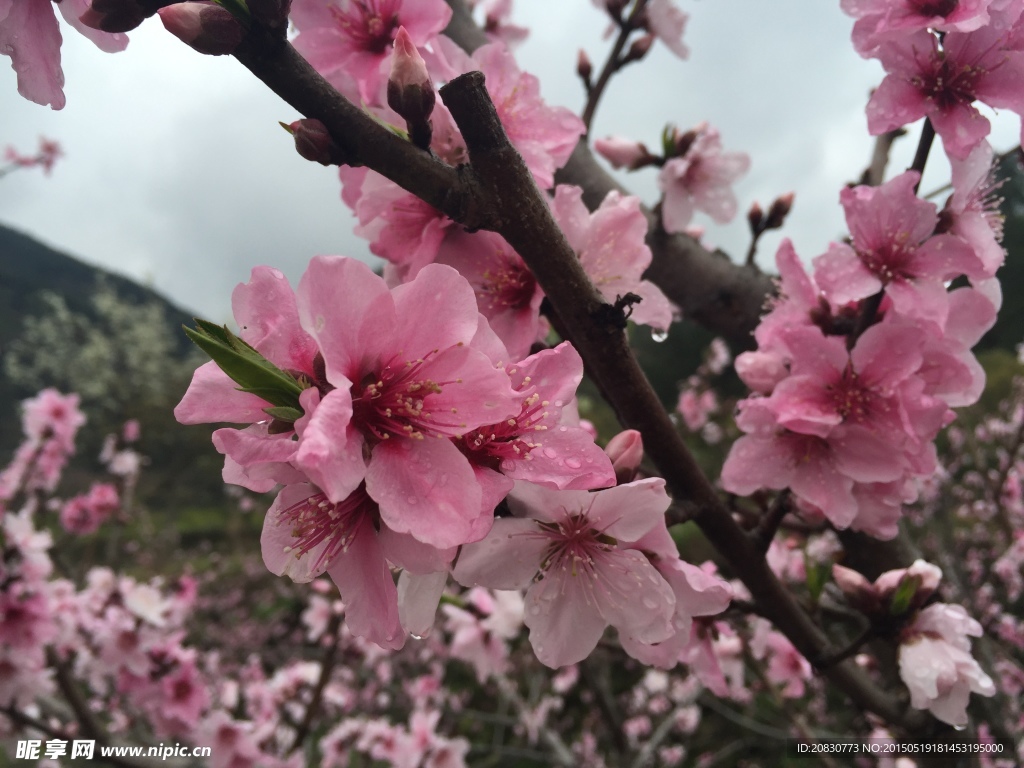桃花