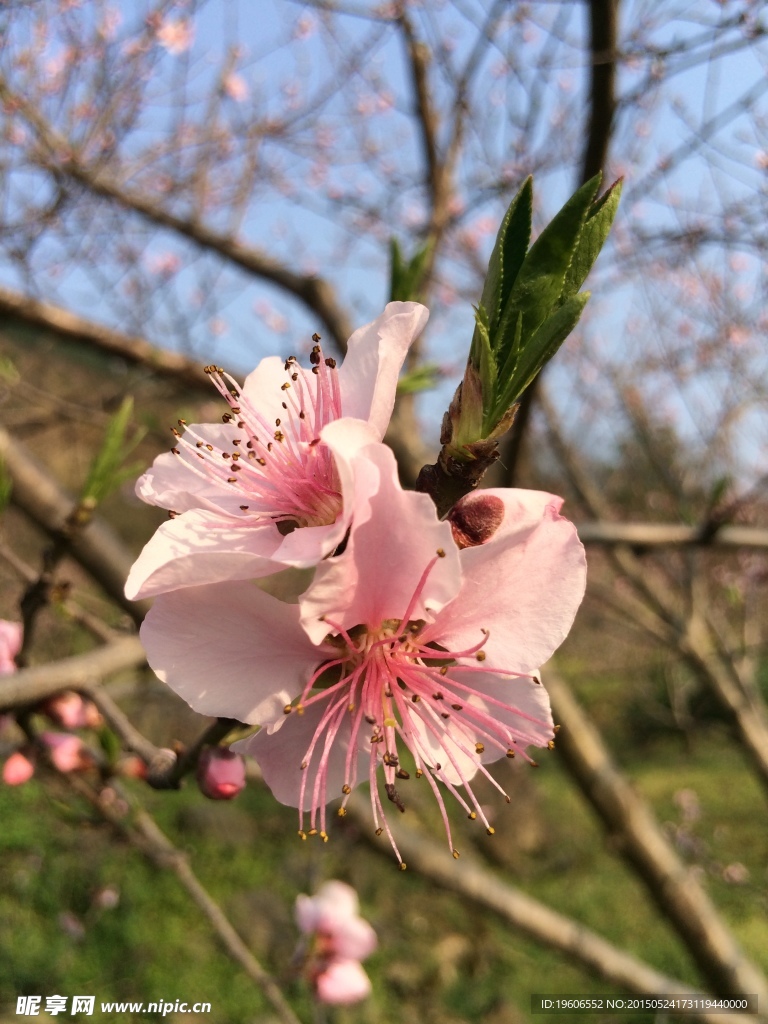 桃花