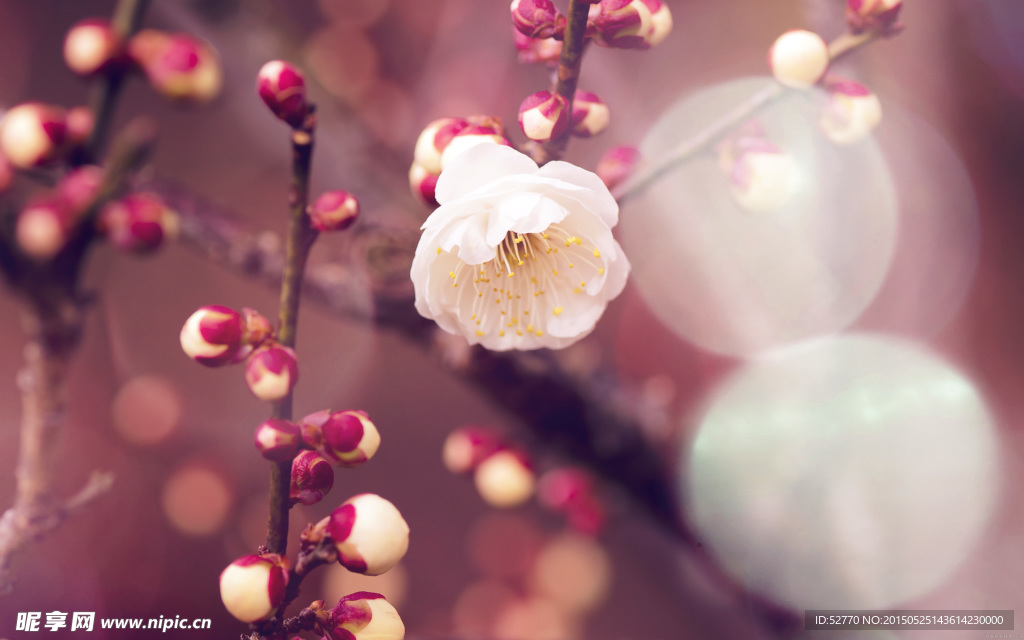 桃花
