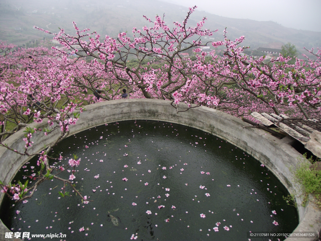 桃花潭水