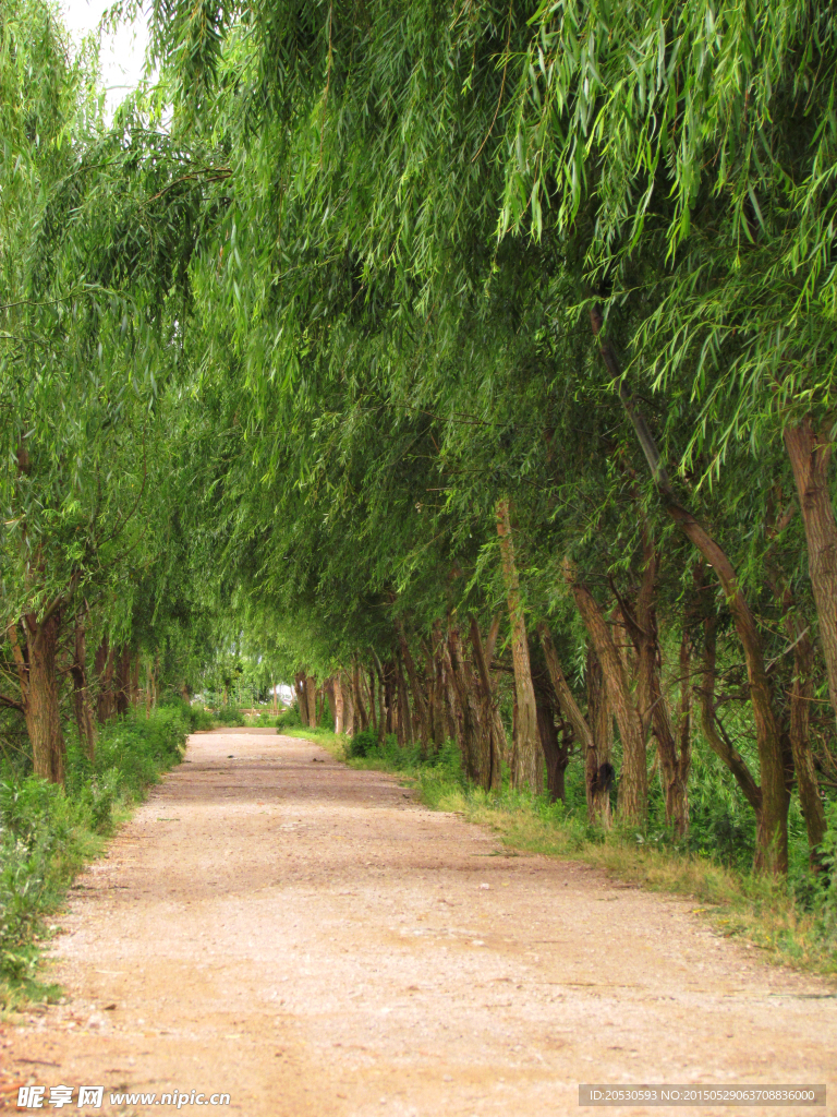 林阴小路