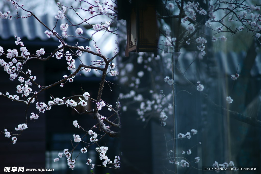 桃花的倒影
